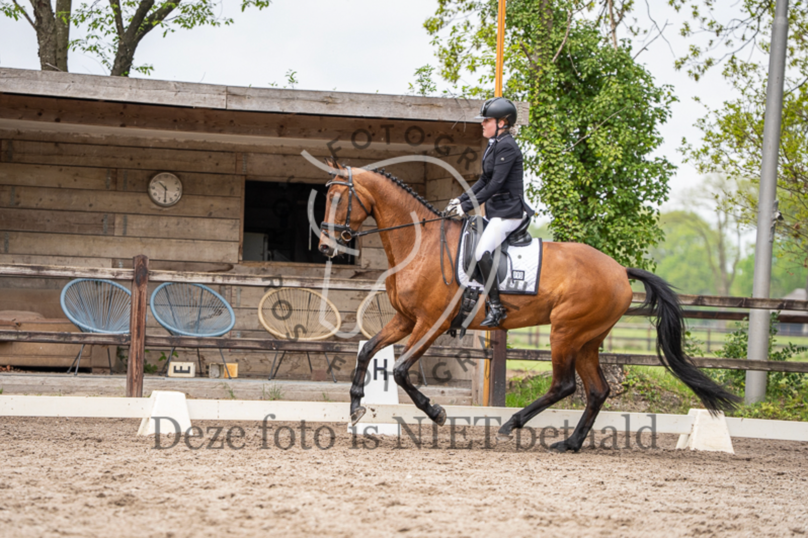 kwpn dressuurpaard merrie 7 jaar bruin te koop - Foto 4