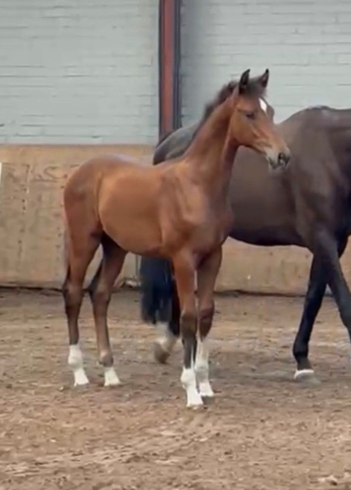 Beautiful colt foal by Johnson TN