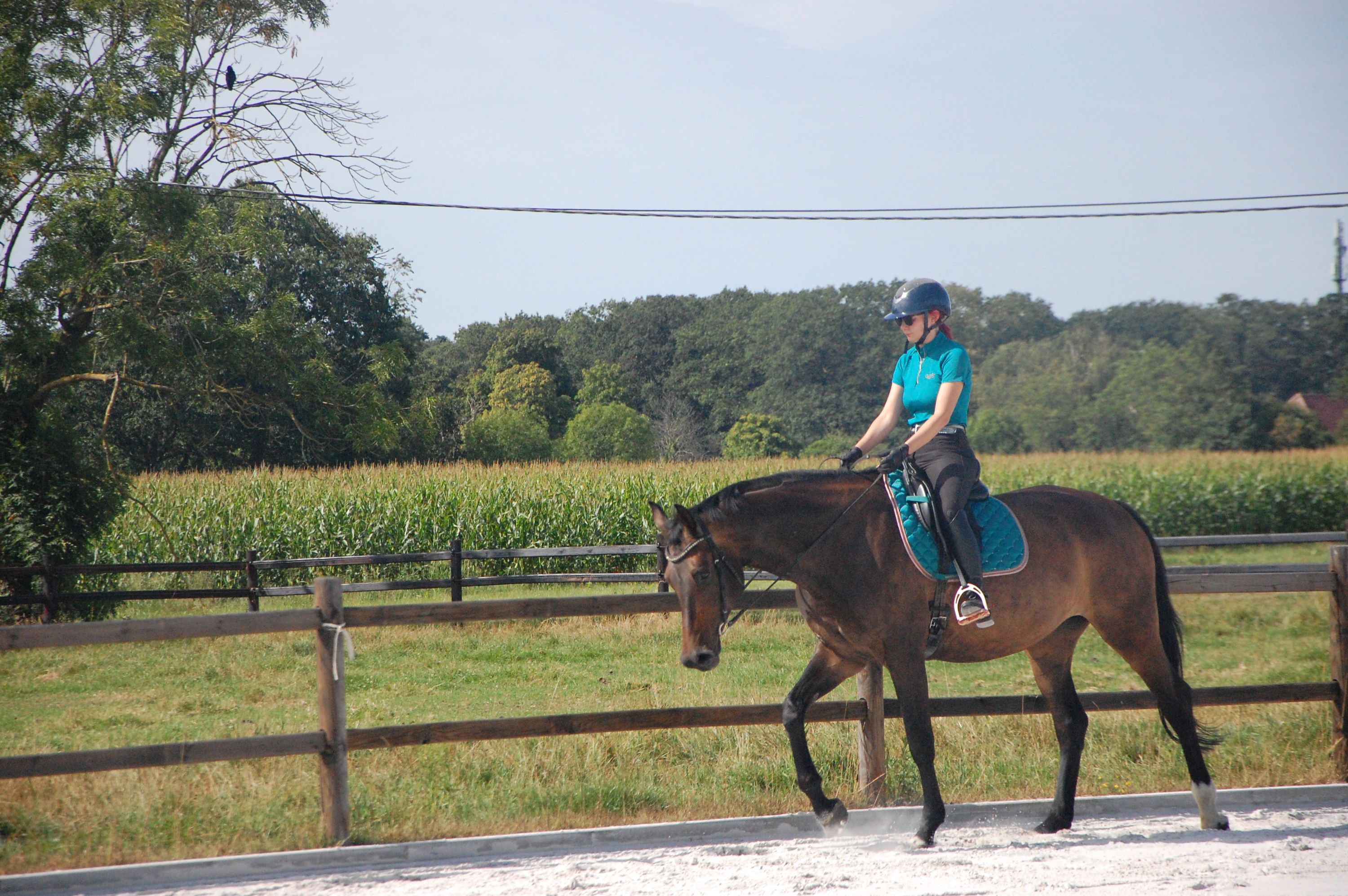 kwpn dressuurpaard merrie 11 jaar donkerbruin te koop - Foto 2