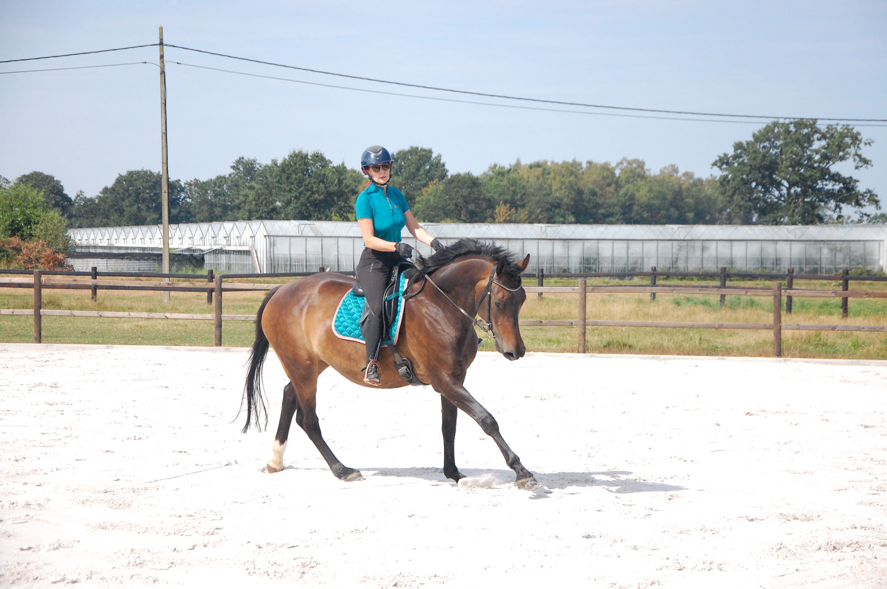 kwpn dressuurpaard merrie 11 jaar donkerbruin te koop - Foto 6