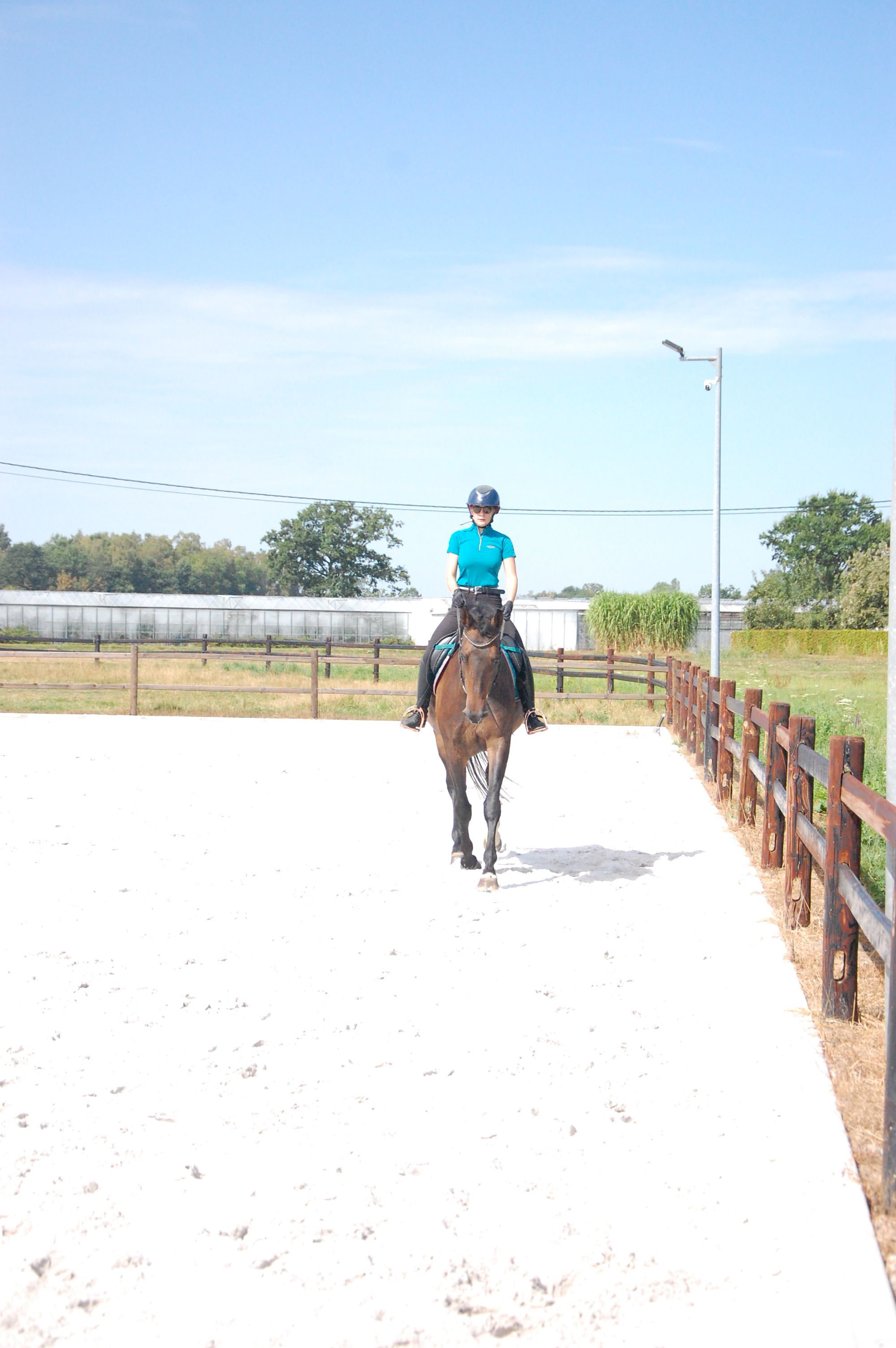 kwpn dressuurpaard merrie 11 jaar donkerbruin te koop - Foto 5