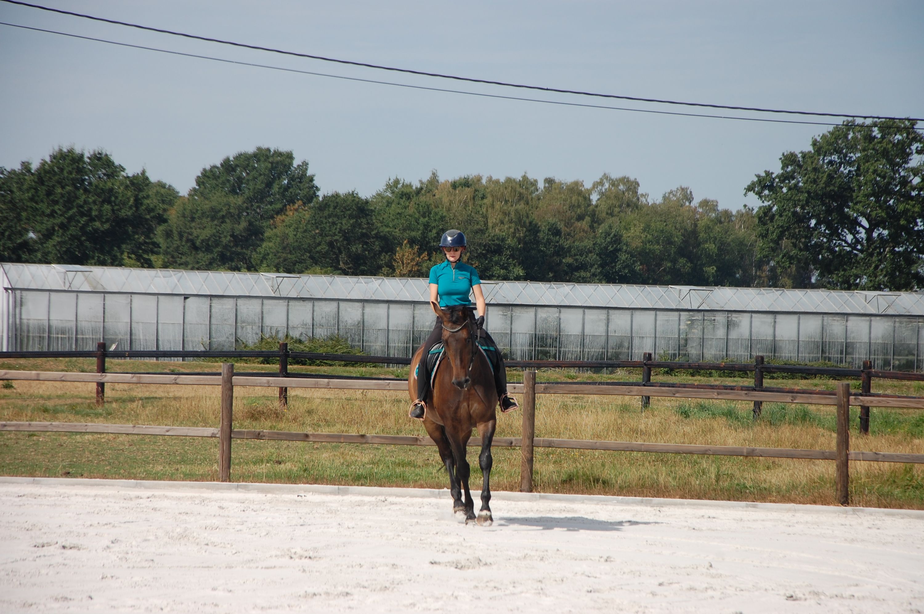 kwpn dressuurpaard merrie 11 jaar donkerbruin te koop - Foto 3