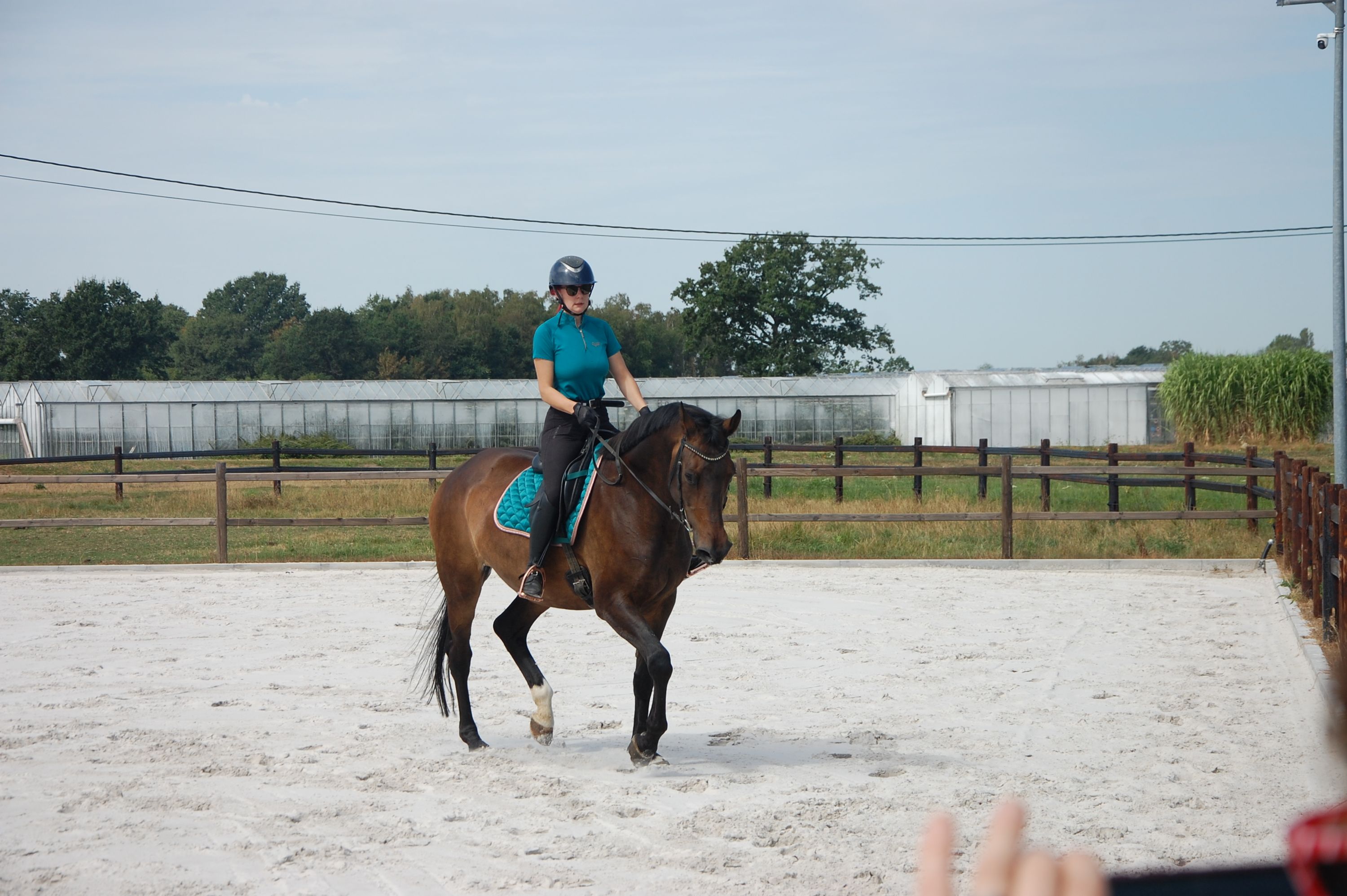 kwpn dressuurpaard merrie 11 jaar donkerbruin te koop - Foto 4