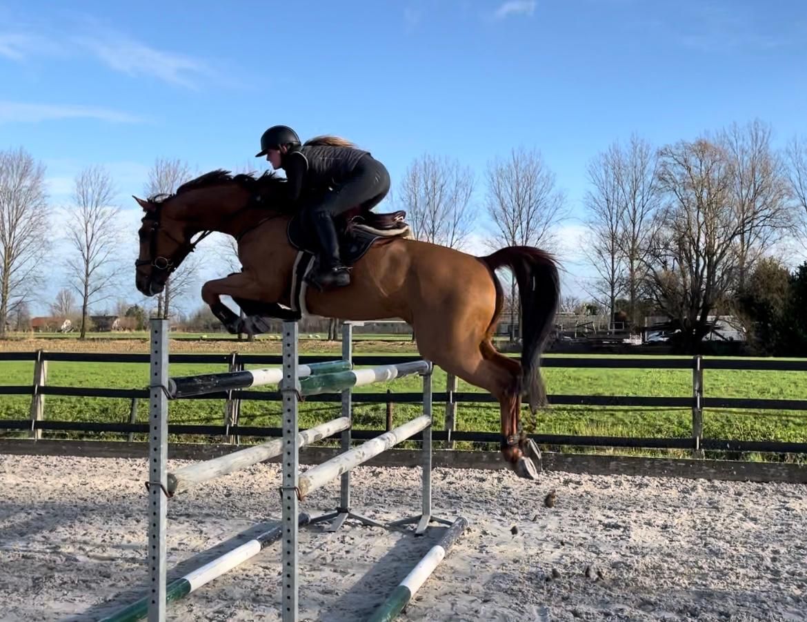 10-year-old showjumping gelding Flying Dream x Tangelo van Zuuthoeve top character
