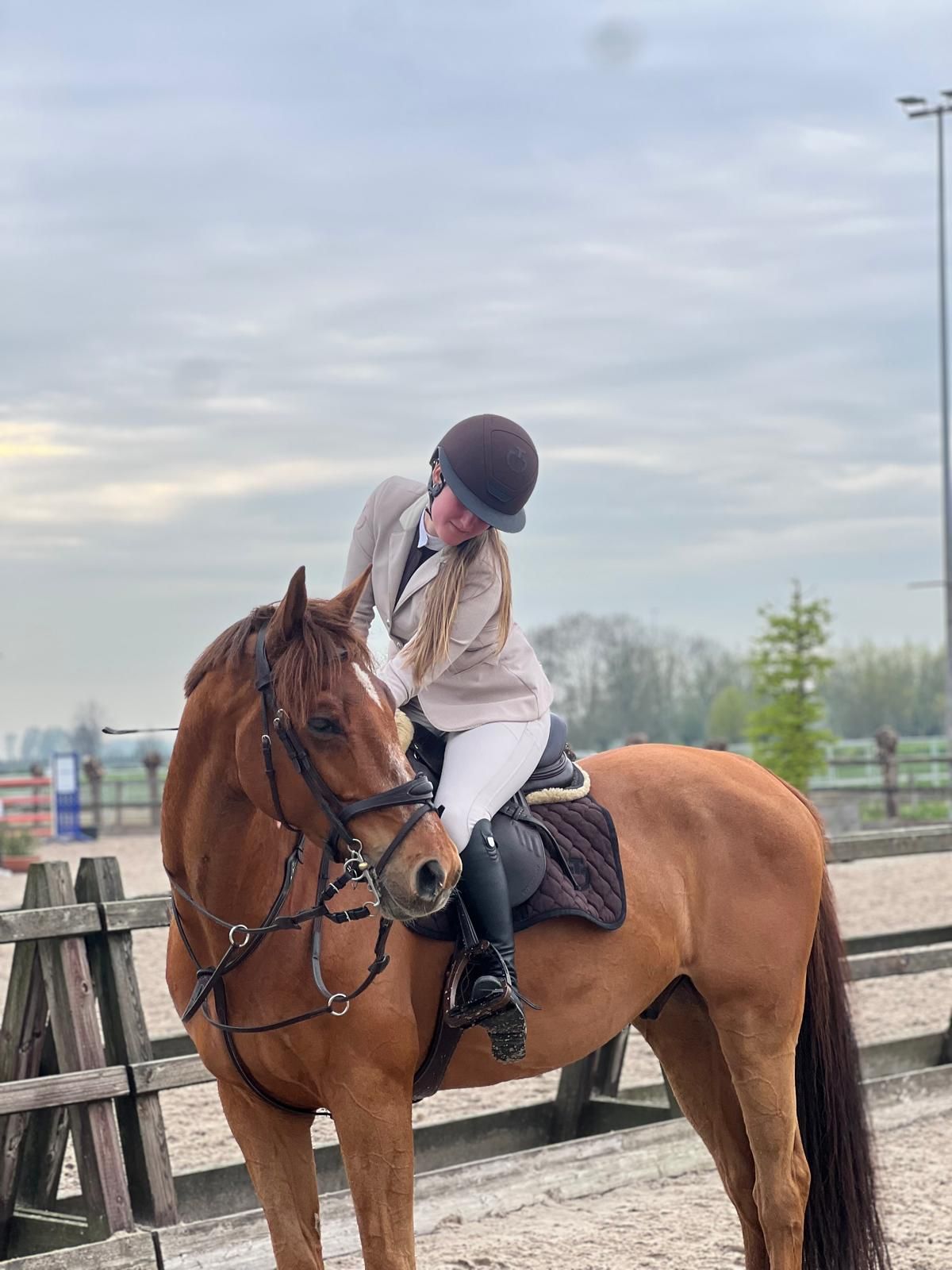 kwpn springpaard ruin 10 years old vos for sale - Photo 4