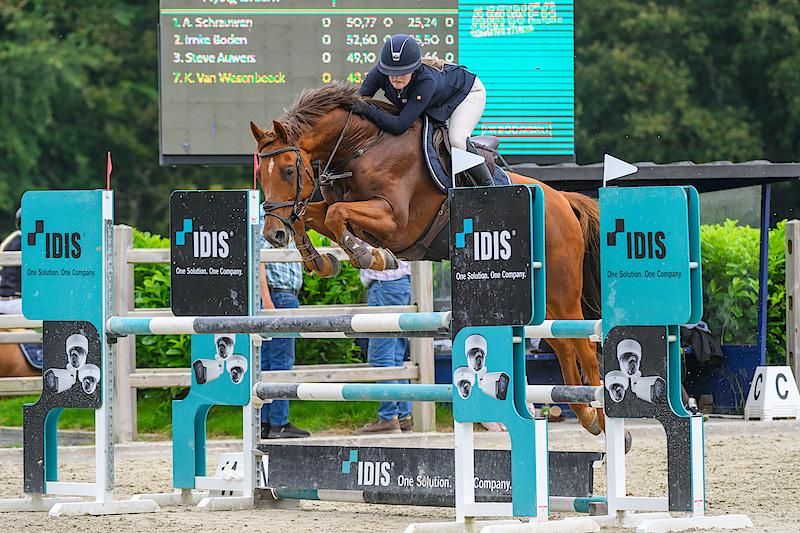 kwpn springpaard ruin 10 years old vos for sale - Photo 5
