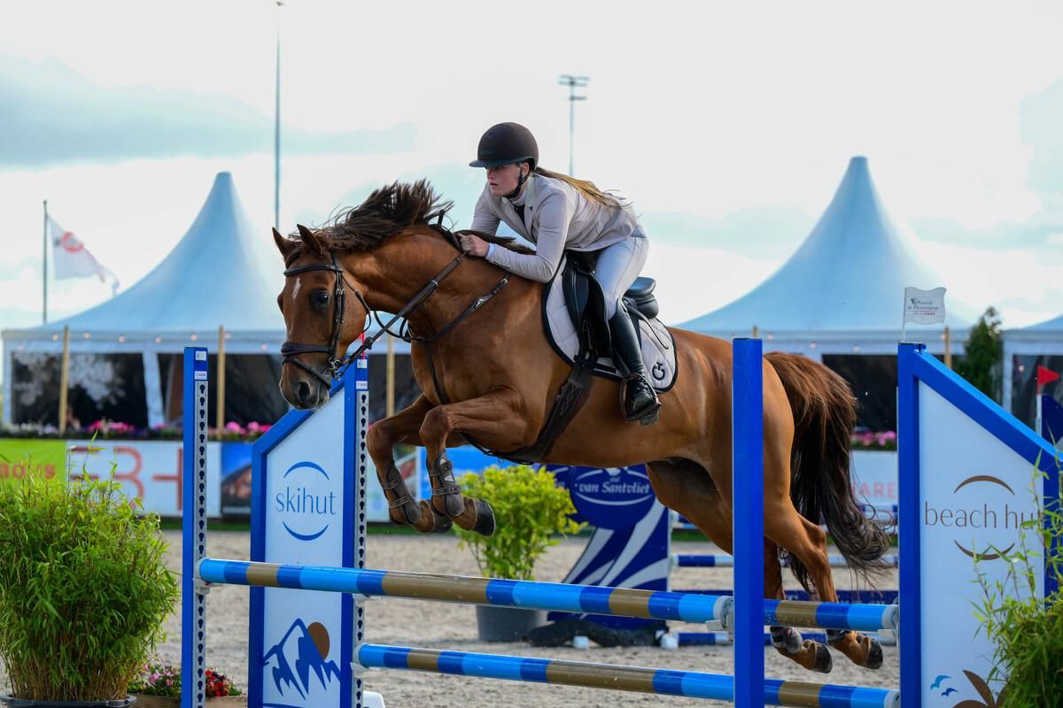 kwpn springpaard ruin 10 years old vos for sale - Photo 2