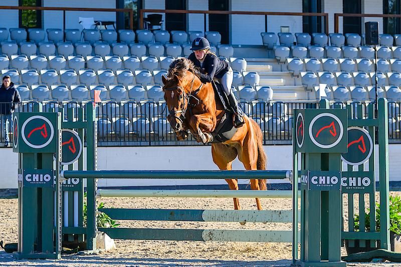 kwpn springpaard ruin 10 years old vos for sale - Photo 6
