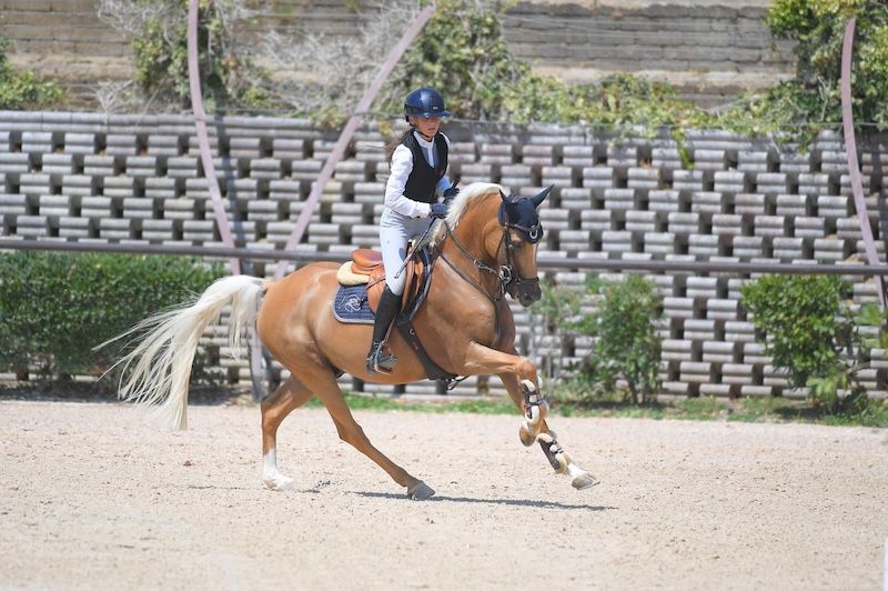 Beautiful show jumper for sale