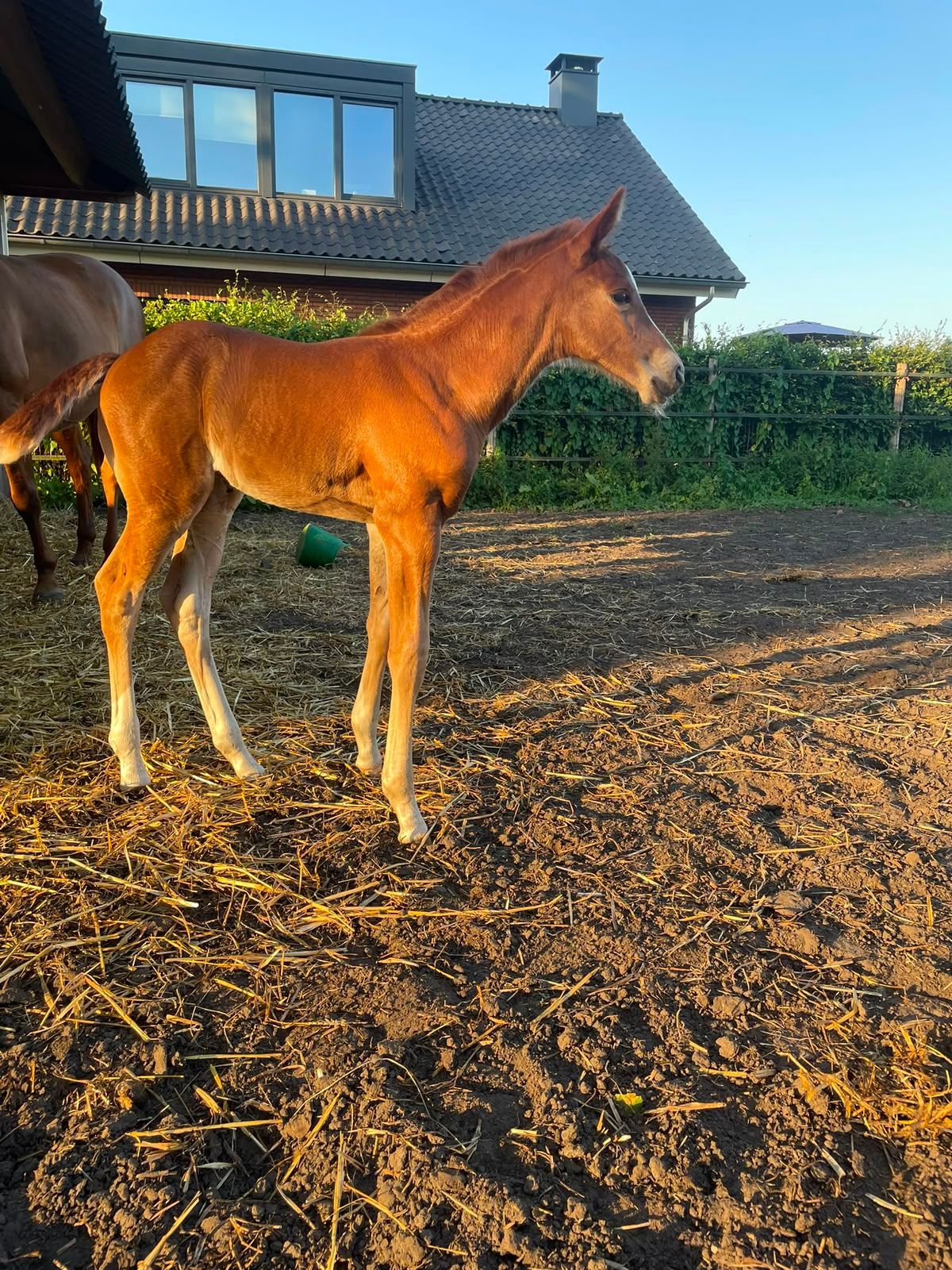 nrps dressuurpaard merrie 1 years old vos for sale - Photo 3