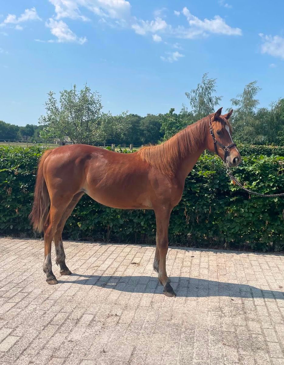 Talented dressage NRPS yearling mare | Jay Magnifico