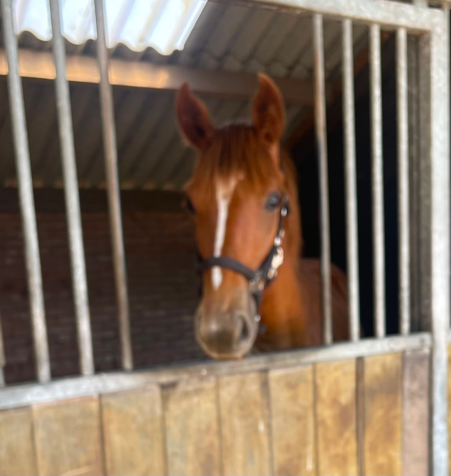 nrps dressuurpaard merrie 1 years old vos for sale - Photo 2