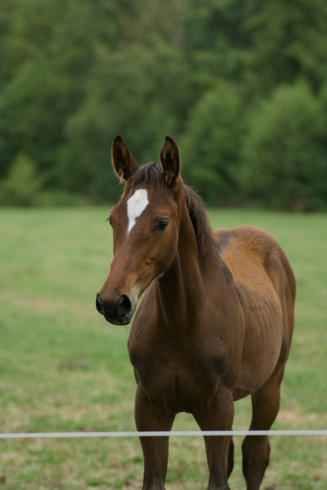 Colt foal Pacorro TN (by Grandorado) x Cohinoor