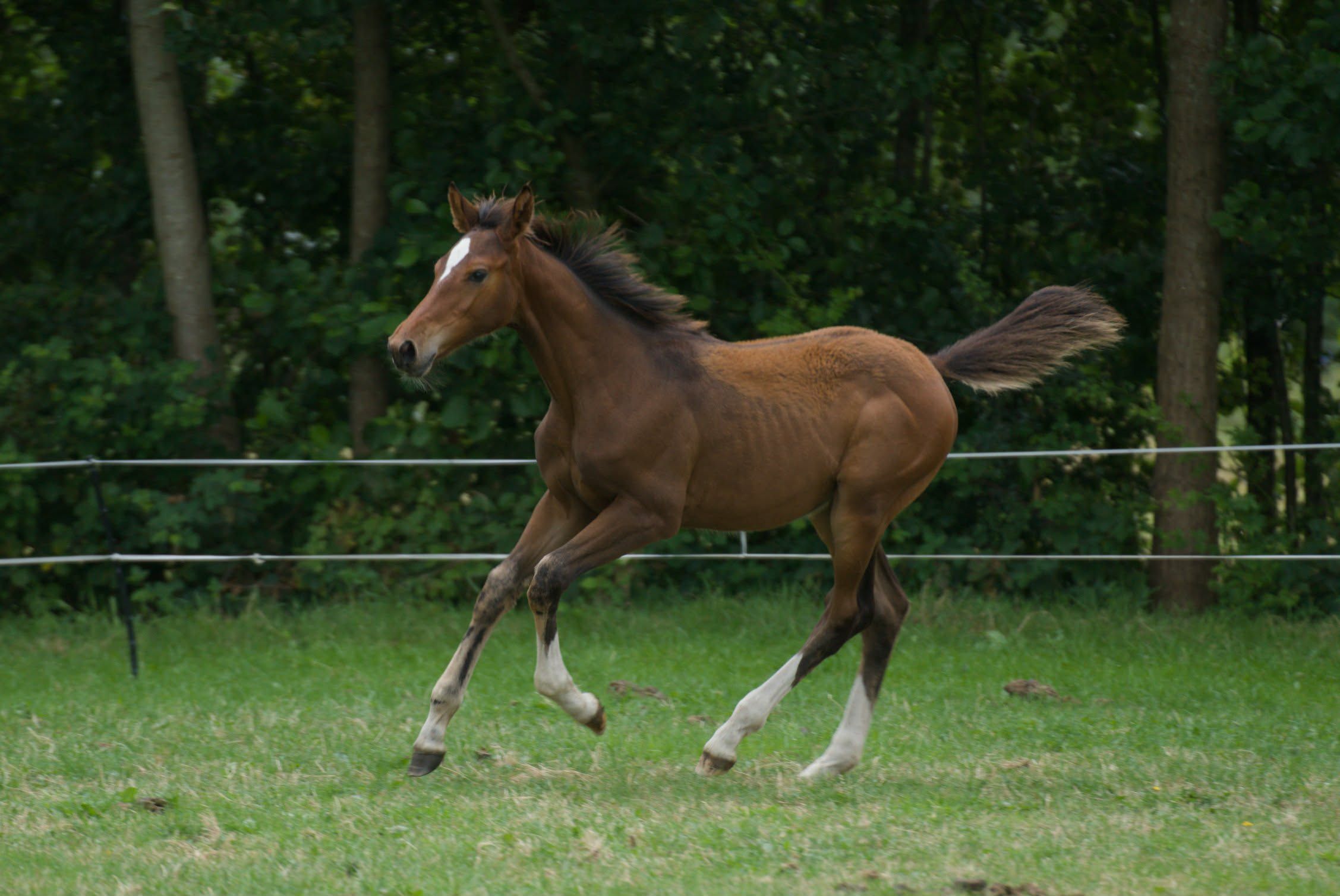 kwpn springpaard hengst 0 years old bruin for sale - Photo 3