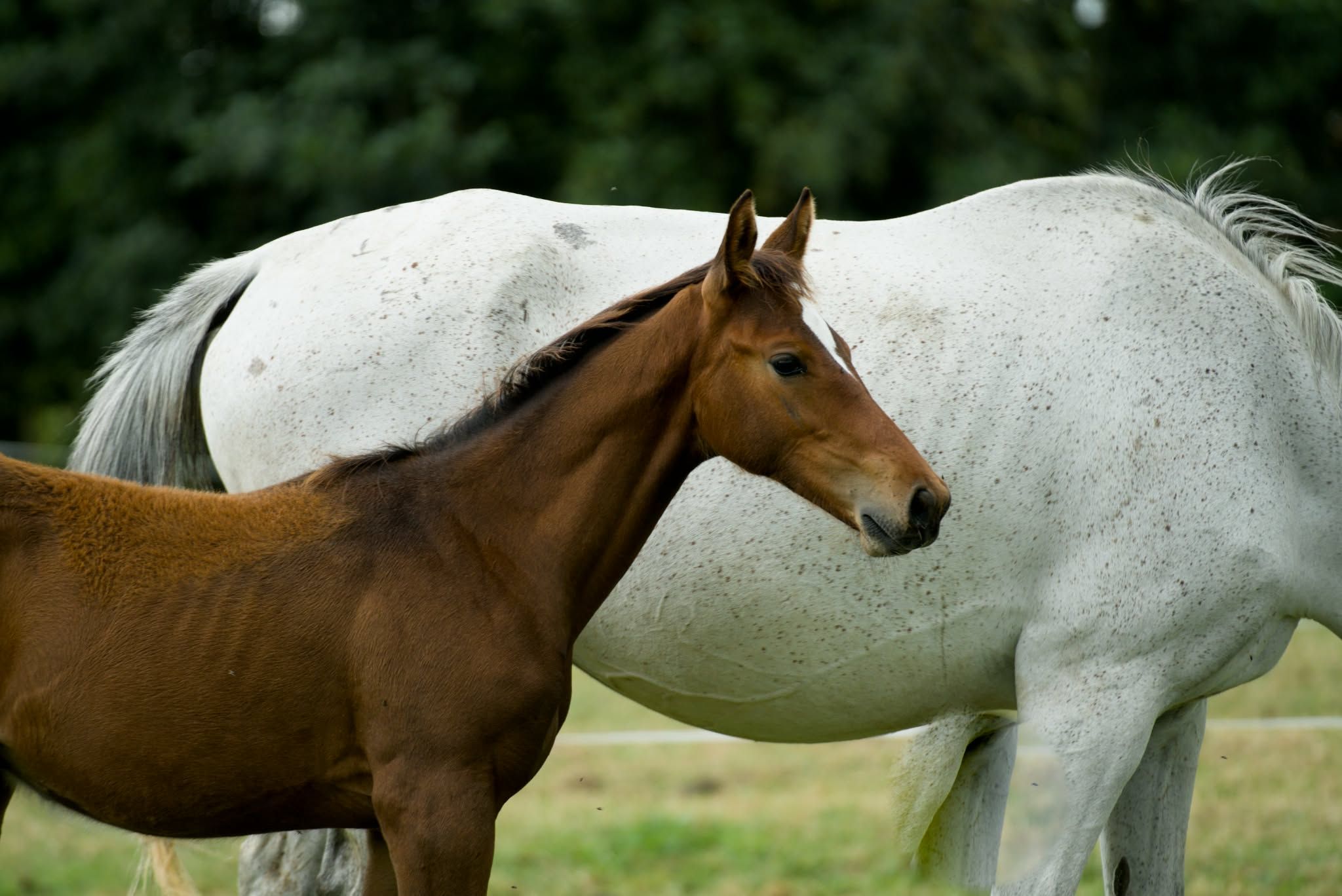 kwpn springpaard hengst 0 years old bruin for sale - Photo 6