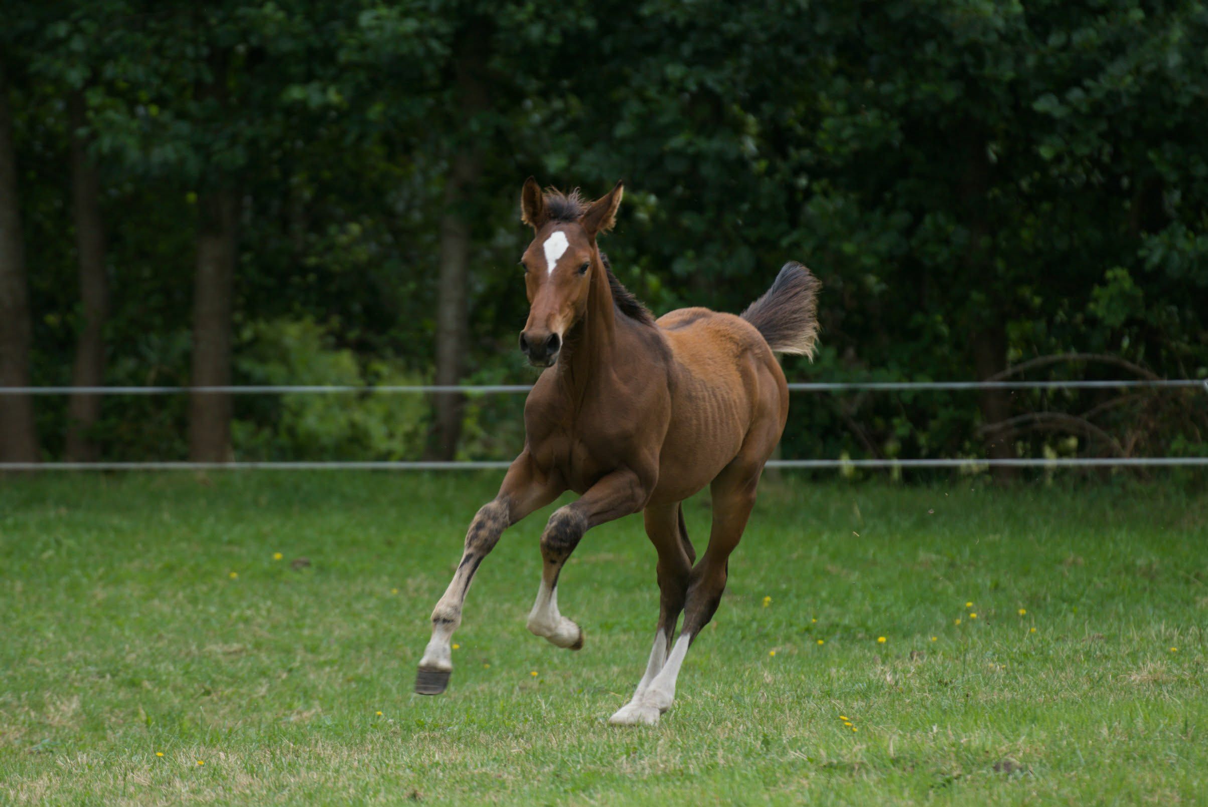 kwpn springpaard hengst 0 years old bruin for sale - Photo 2