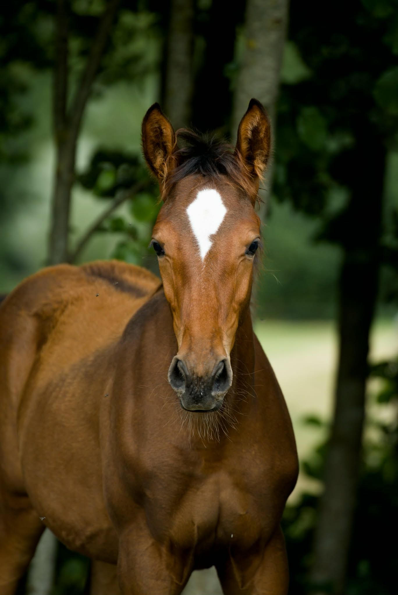 kwpn springpaard hengst 0 years old bruin for sale - Photo 4