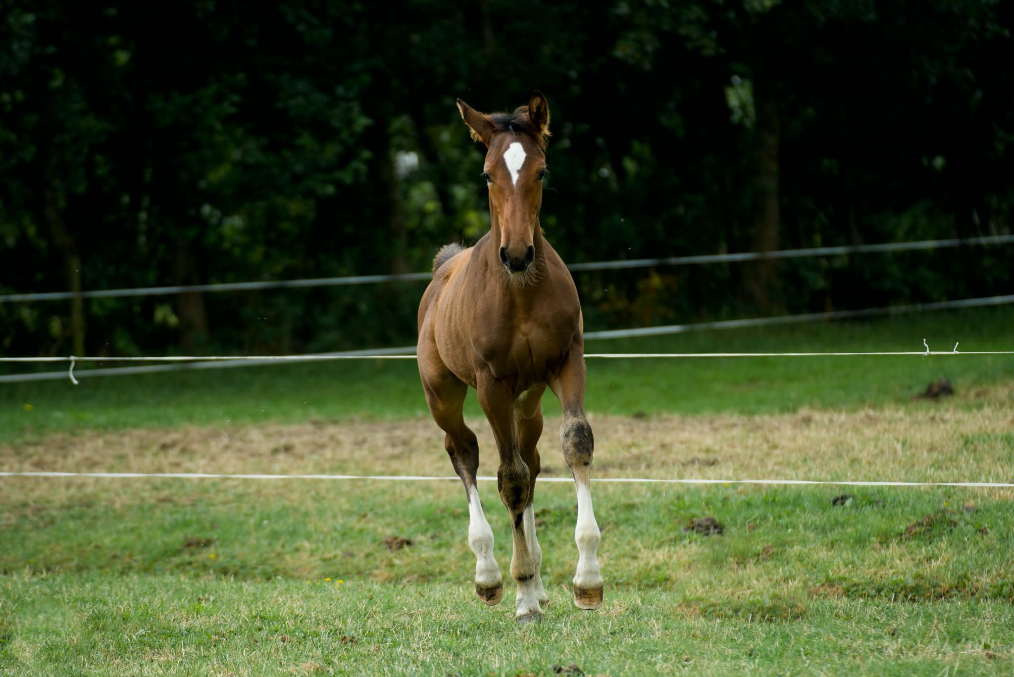 kwpn springpaard hengst 0 years old bruin for sale - Photo 5