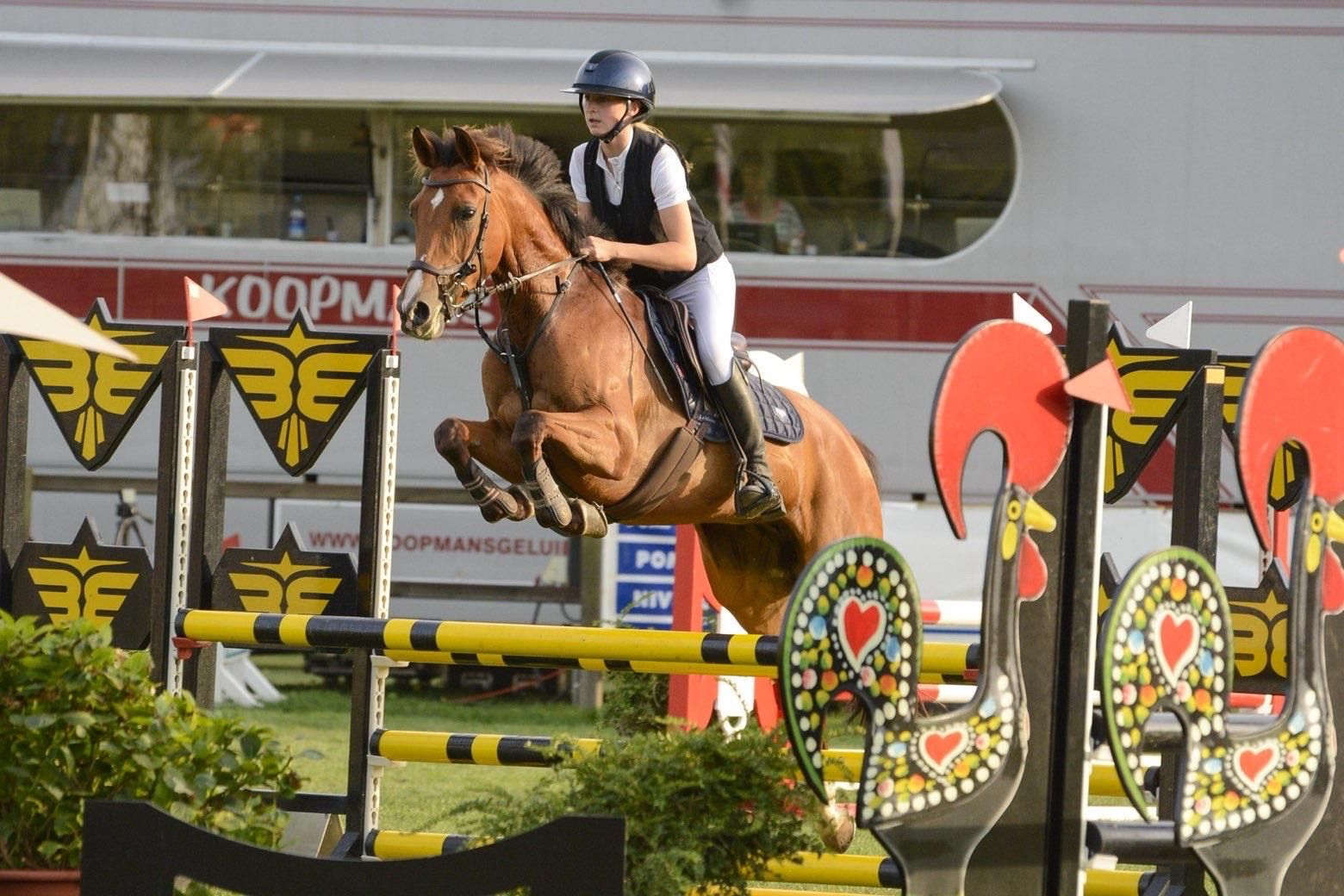 Liebes talentiertes Sportpony zu verkaufen