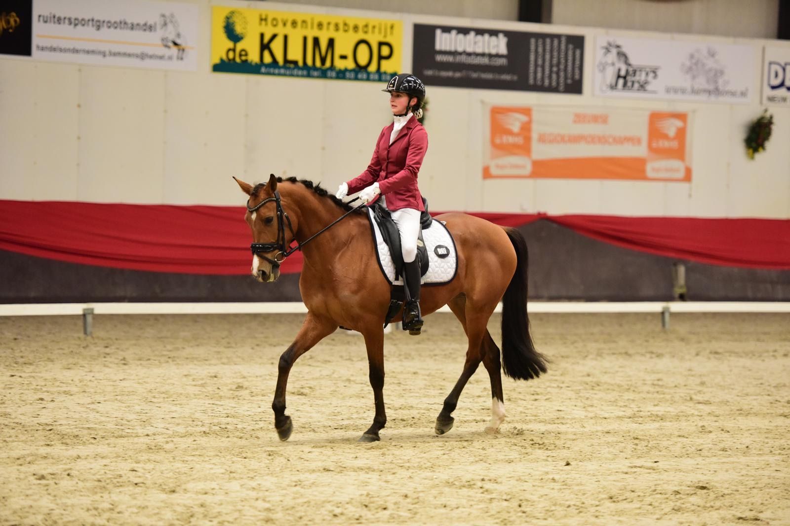 springpony merrie 8 years old bruin for sale - Photo 5