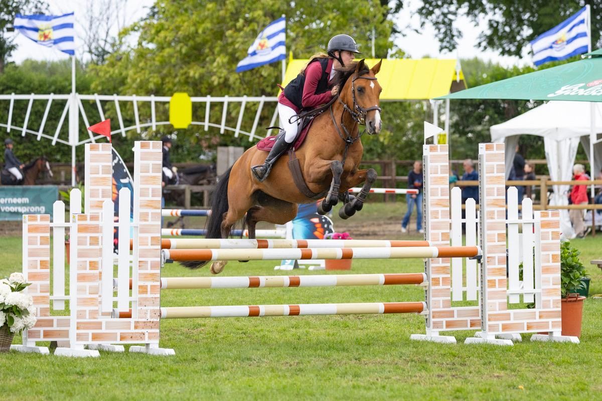 springpony merrie 8 years old bruin for sale - Photo 6