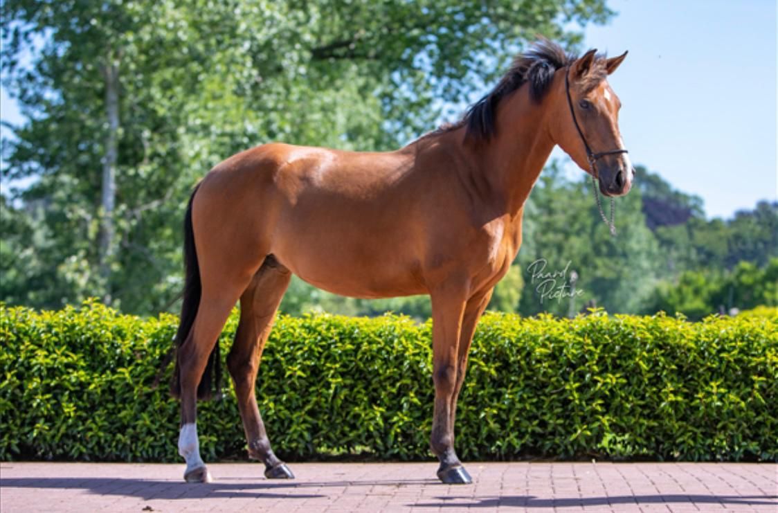 springpony merrie 8 years old bruin for sale - Photo 3