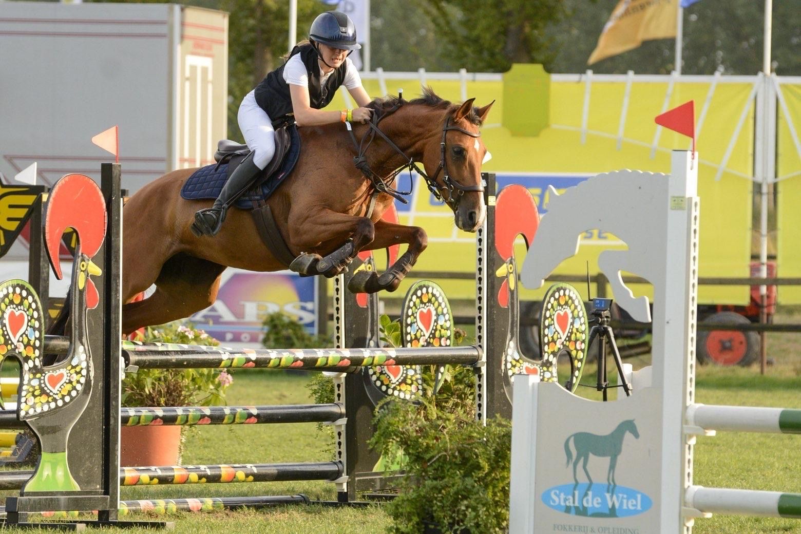 springpony merrie 8 years old bruin for sale - Photo 2
