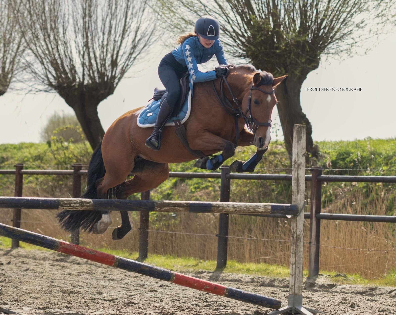 springpony merrie 8 years old bruin for sale - Photo 4