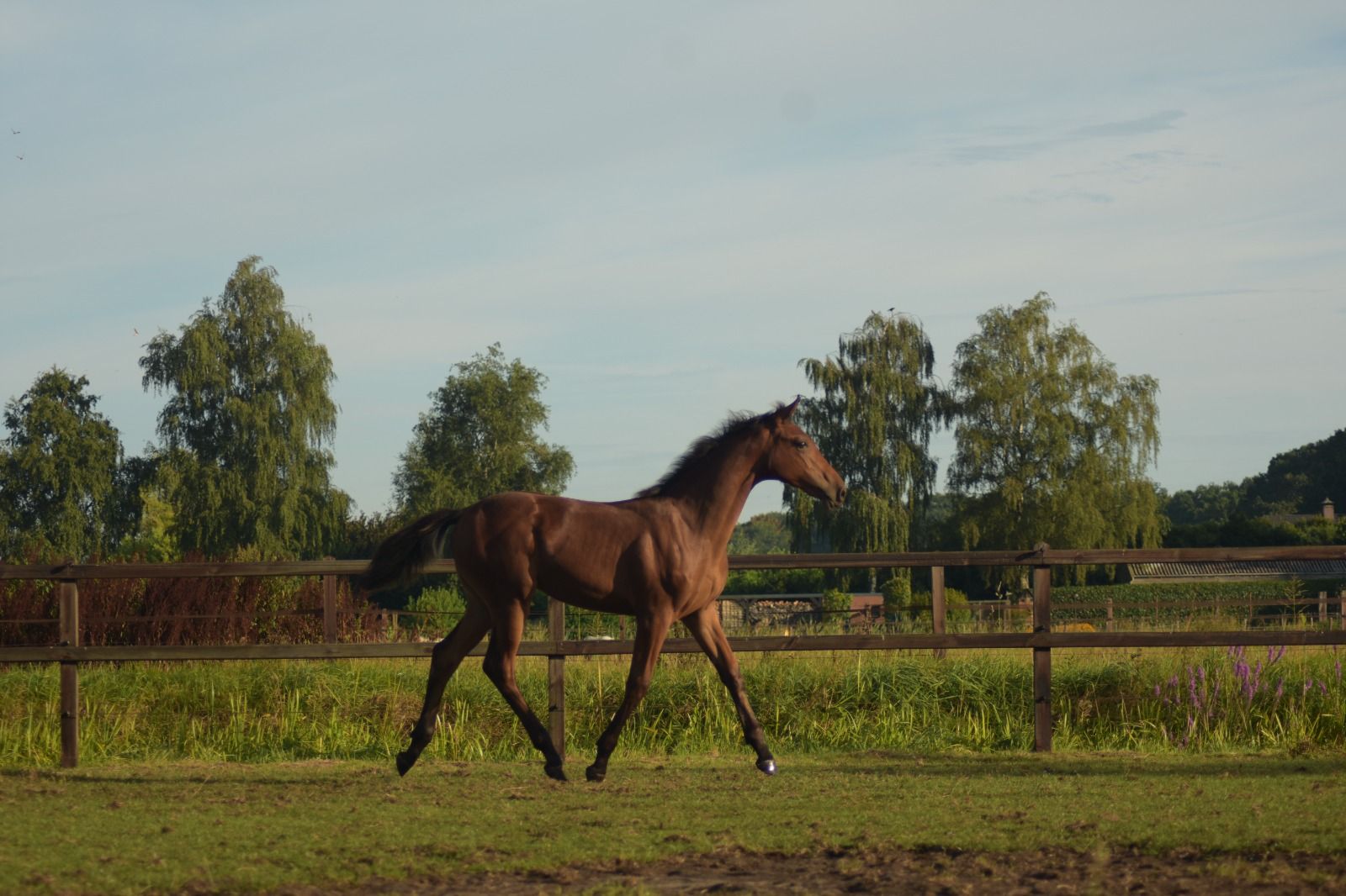 kwpn springpaard merrie 0 years old bruin for sale - Photo 4
