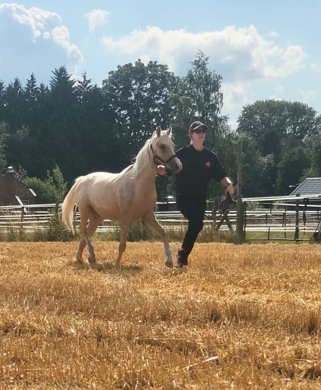 welsh merrie 1 jaar palomino te koop - Foto 2