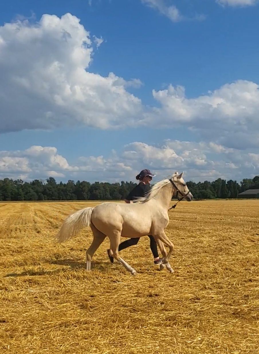 welsh merrie 1 jaar palomino te koop - Foto 3