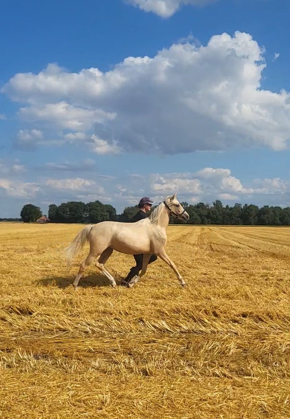 Luxuriöse Palomino D Stute (1 J.) v. Cassanova du Bois – Talent für die Zukunft ROXY DEKKER