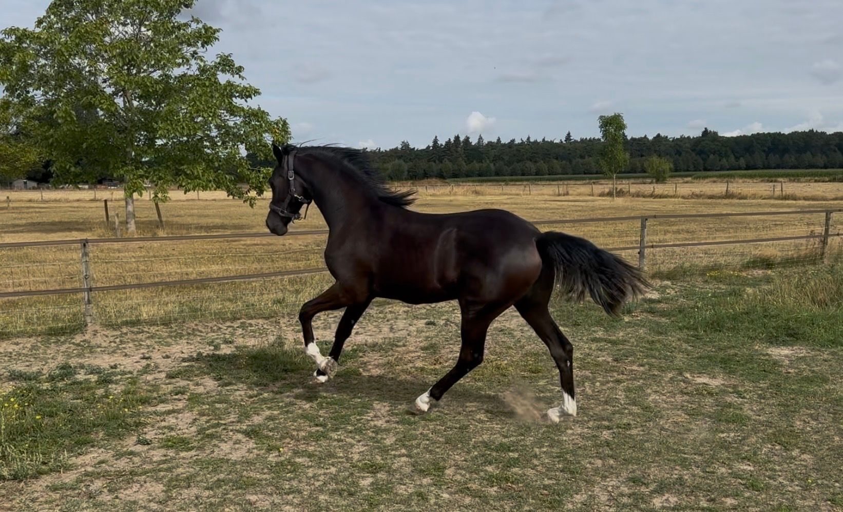 kwpn dressuurpaard merrie 1 years old zwart for sale - Photo 3