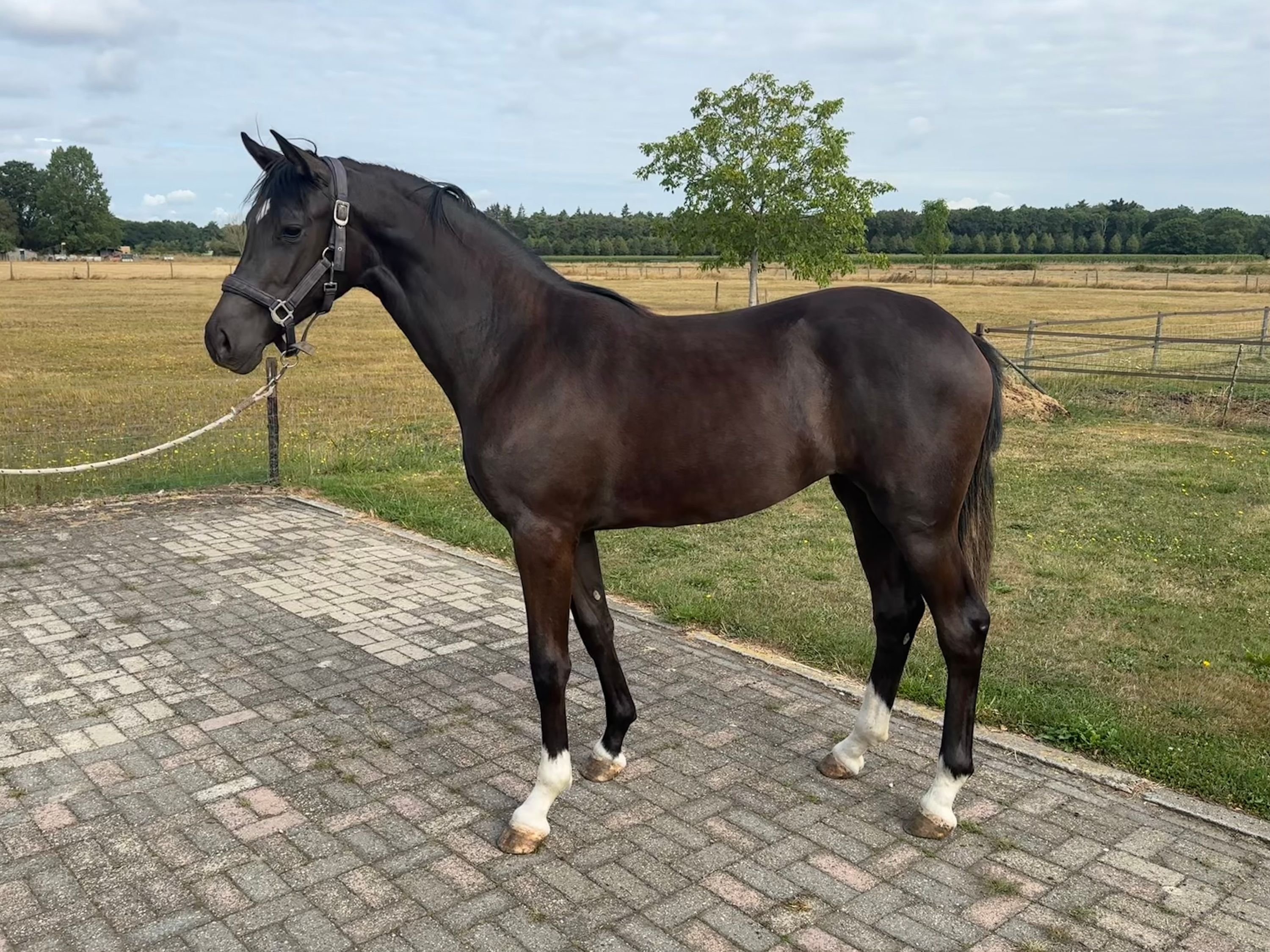 kwpn dressuurpaard merrie 1 years old zwart for sale - Photo 5