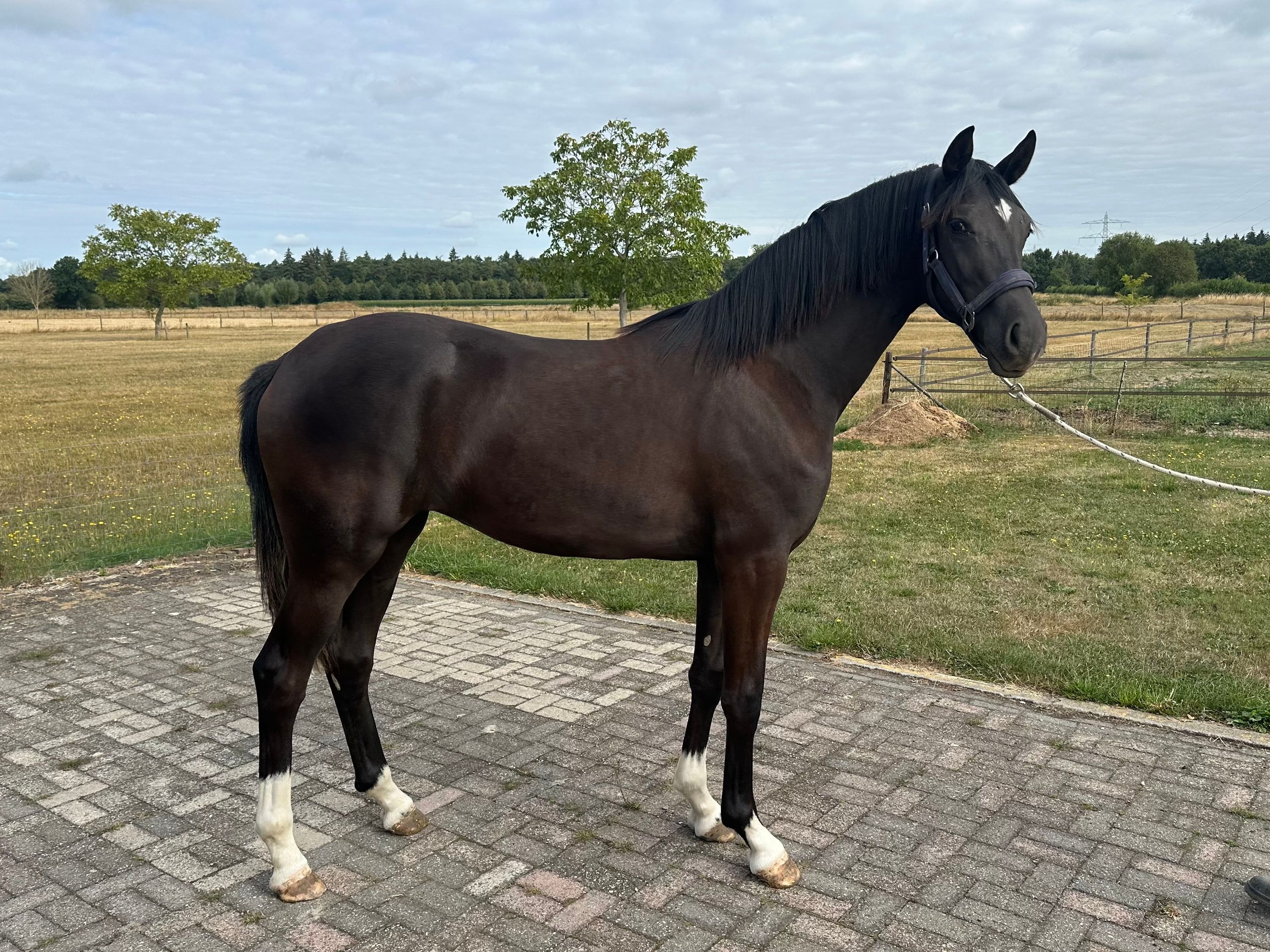 kwpn dressuurpaard merrie 1 years old zwart for sale - Photo 6