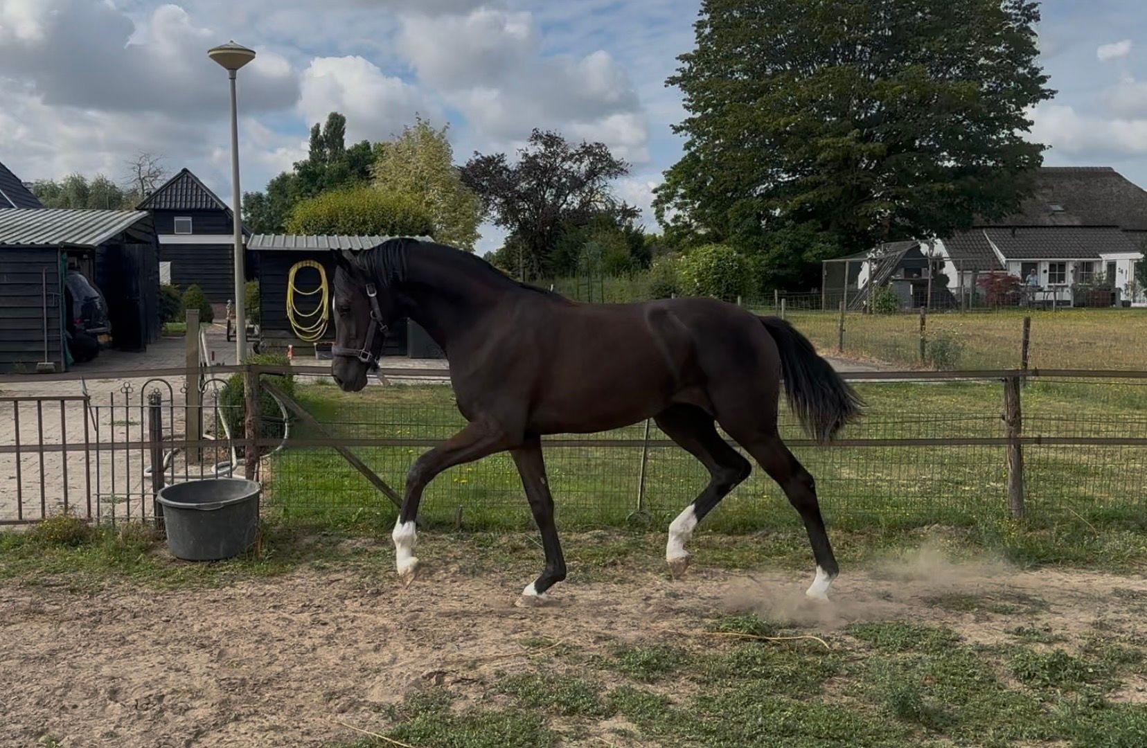 kwpn dressuurpaard merrie 1 years old zwart for sale - Photo 2