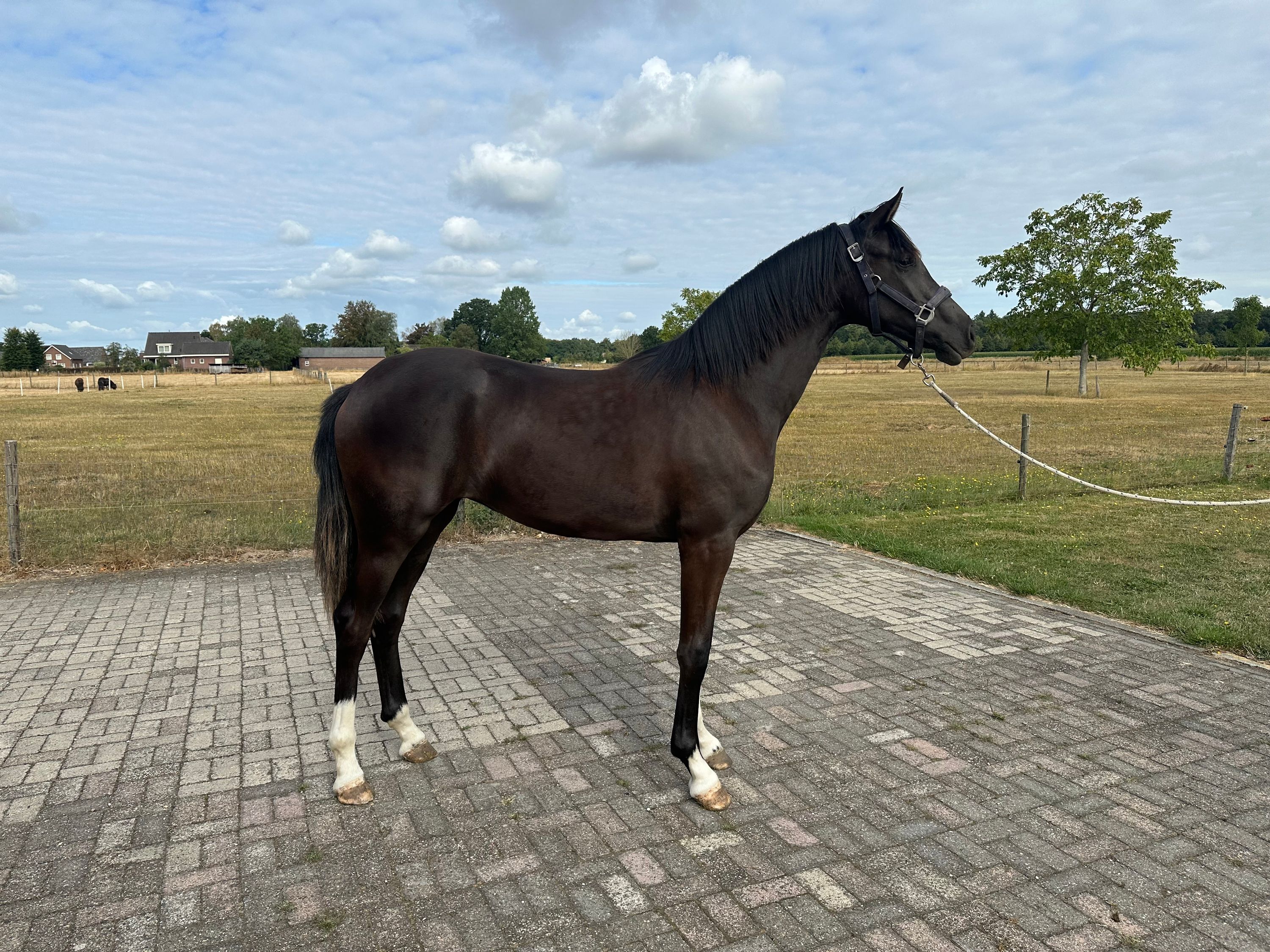 kwpn dressuurpaard merrie 1 years old zwart for sale - Photo 4