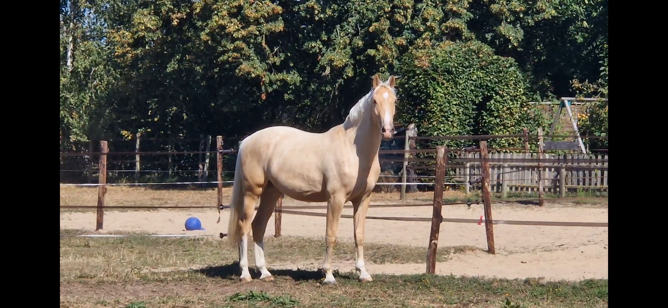 Einzigartiger 2,5-jähriger Palomino-Wallach v. Odin