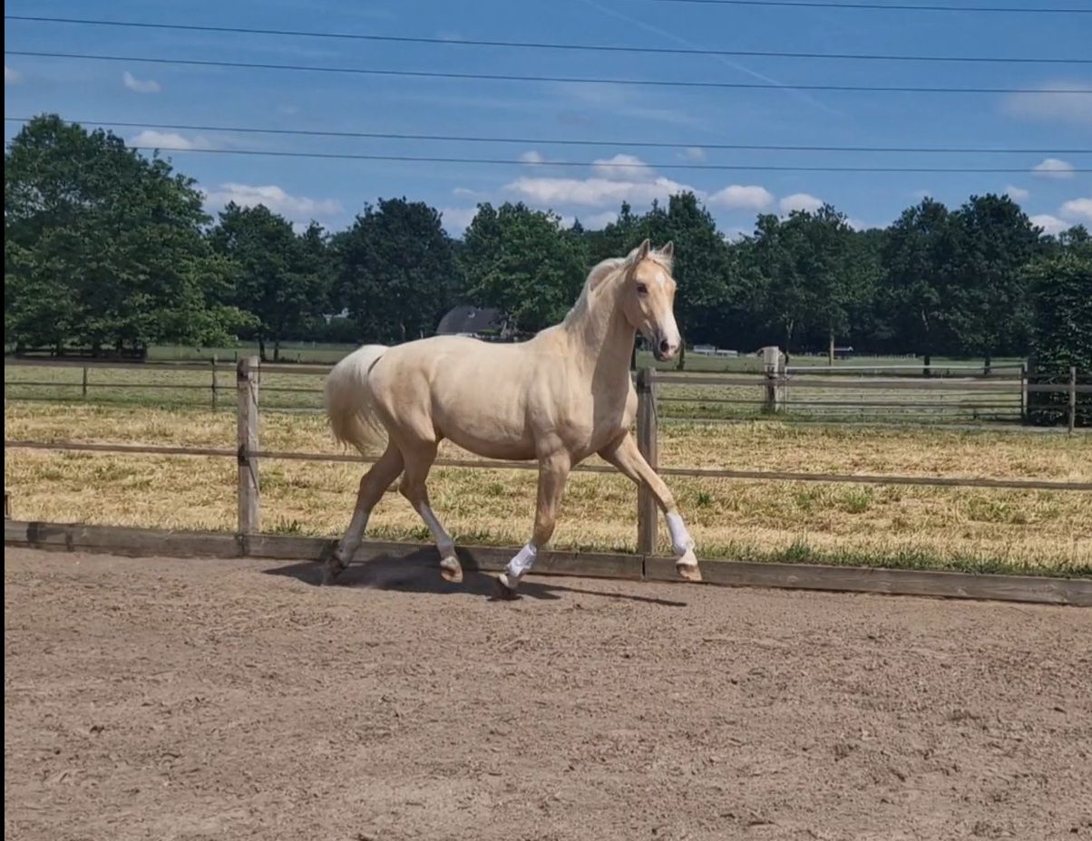kwpn dressuurpaard ruin 2 years old palomino for sale - Photo 3