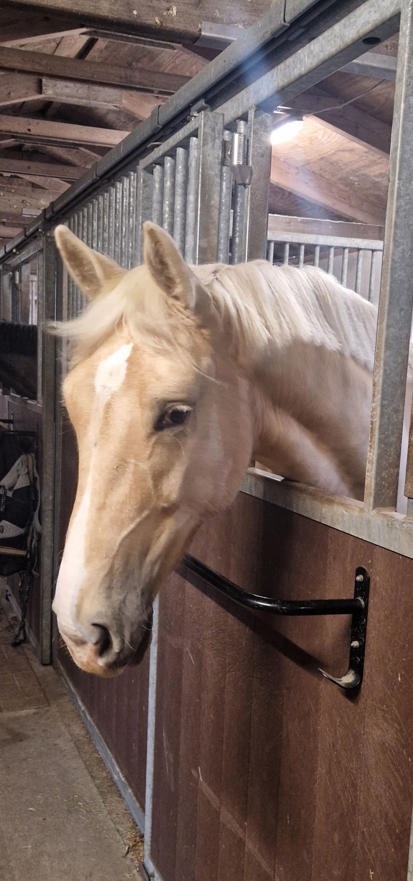 kwpn dressuurpaard ruin 2 years old palomino for sale - Photo 6