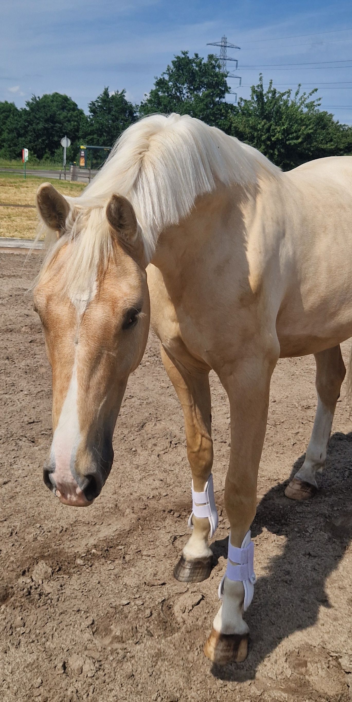 kwpn dressuurpaard ruin 2 years old palomino for sale - Photo 2