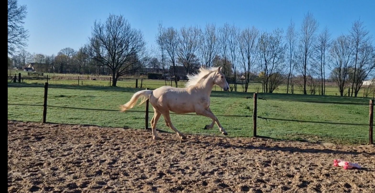 kwpn dressuurpaard ruin 2 years old palomino for sale - Photo 5
