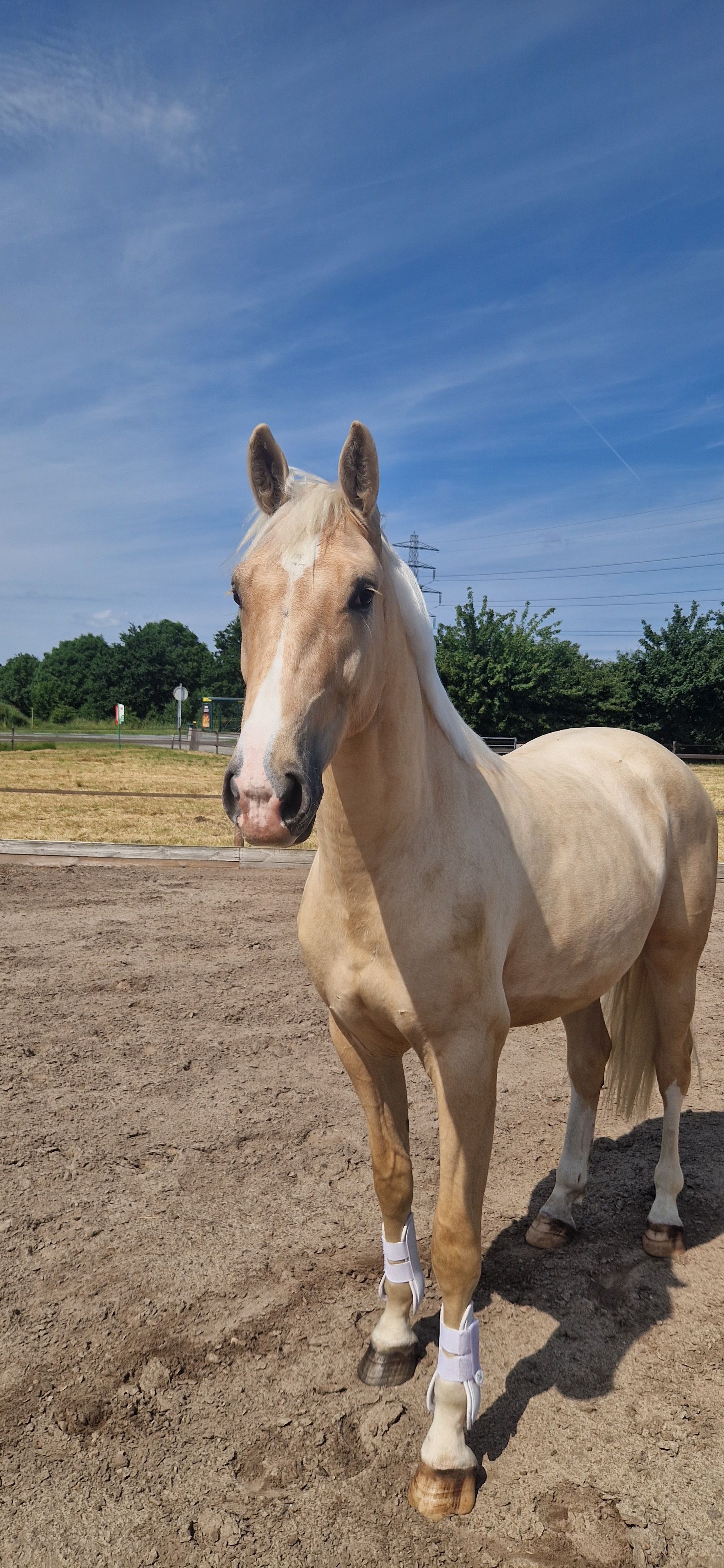 kwpn dressuurpaard ruin 2 years old palomino for sale - Photo 4