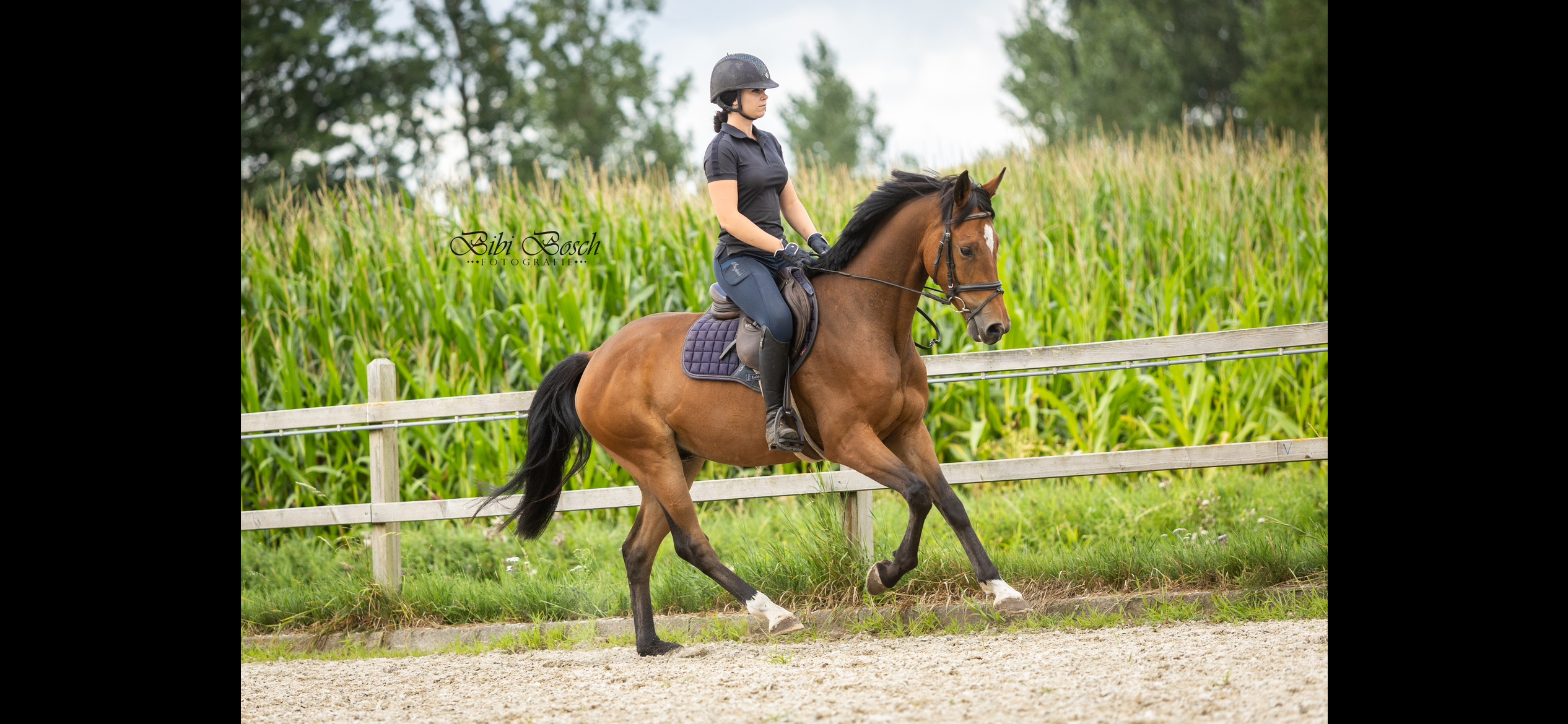 kwpn springpaard ruin 4 years old bruin for sale - Photo 2