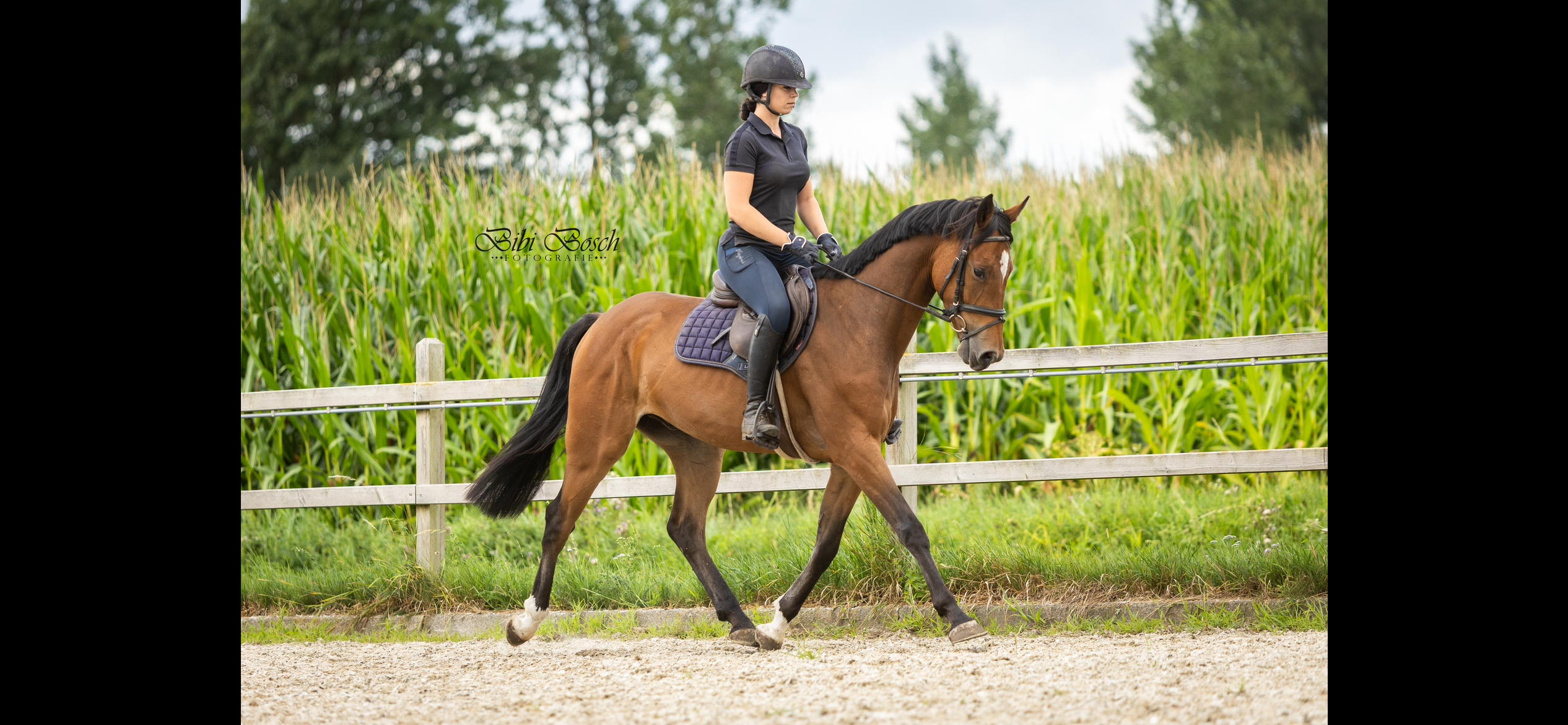 kwpn springpaard ruin 4 years old bruin for sale - Photo 3