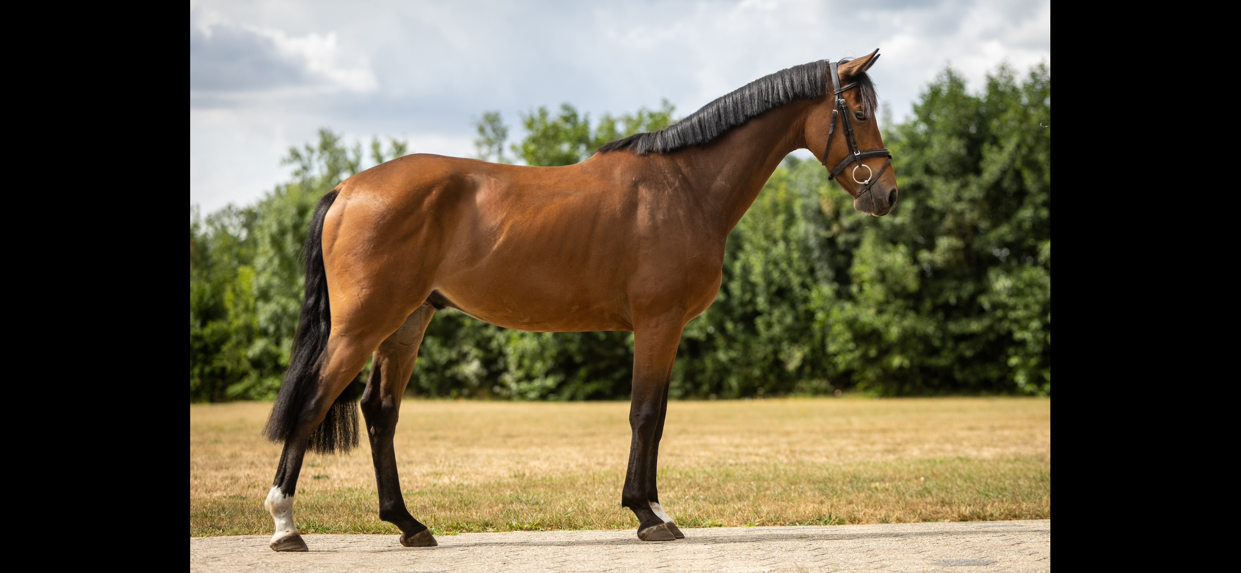 kwpn springpaard ruin 4 years old bruin for sale - Photo 4