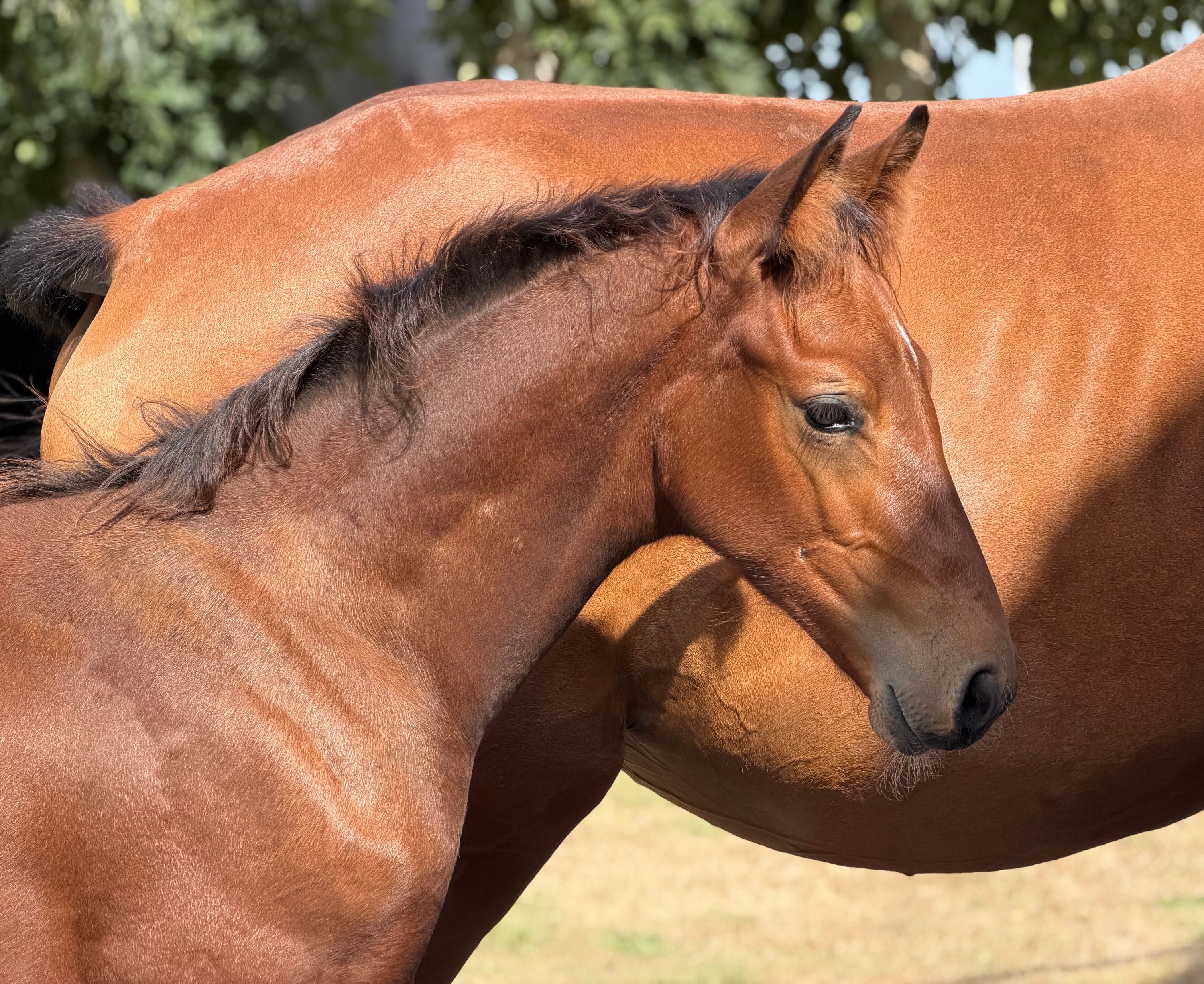 KWPN springpaard hengst 0 years old bruin for sale - Photo 2