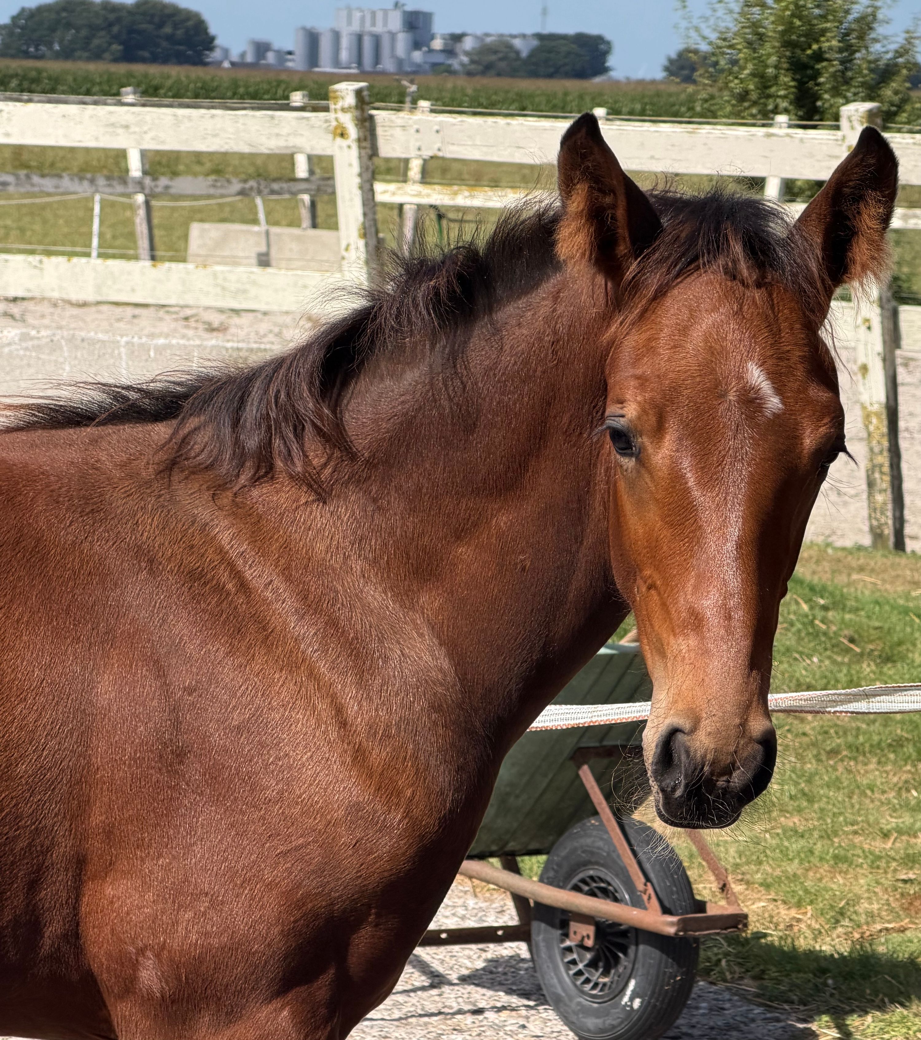 KWPN springpaard hengst 0 years old bruin for sale - Photo 4