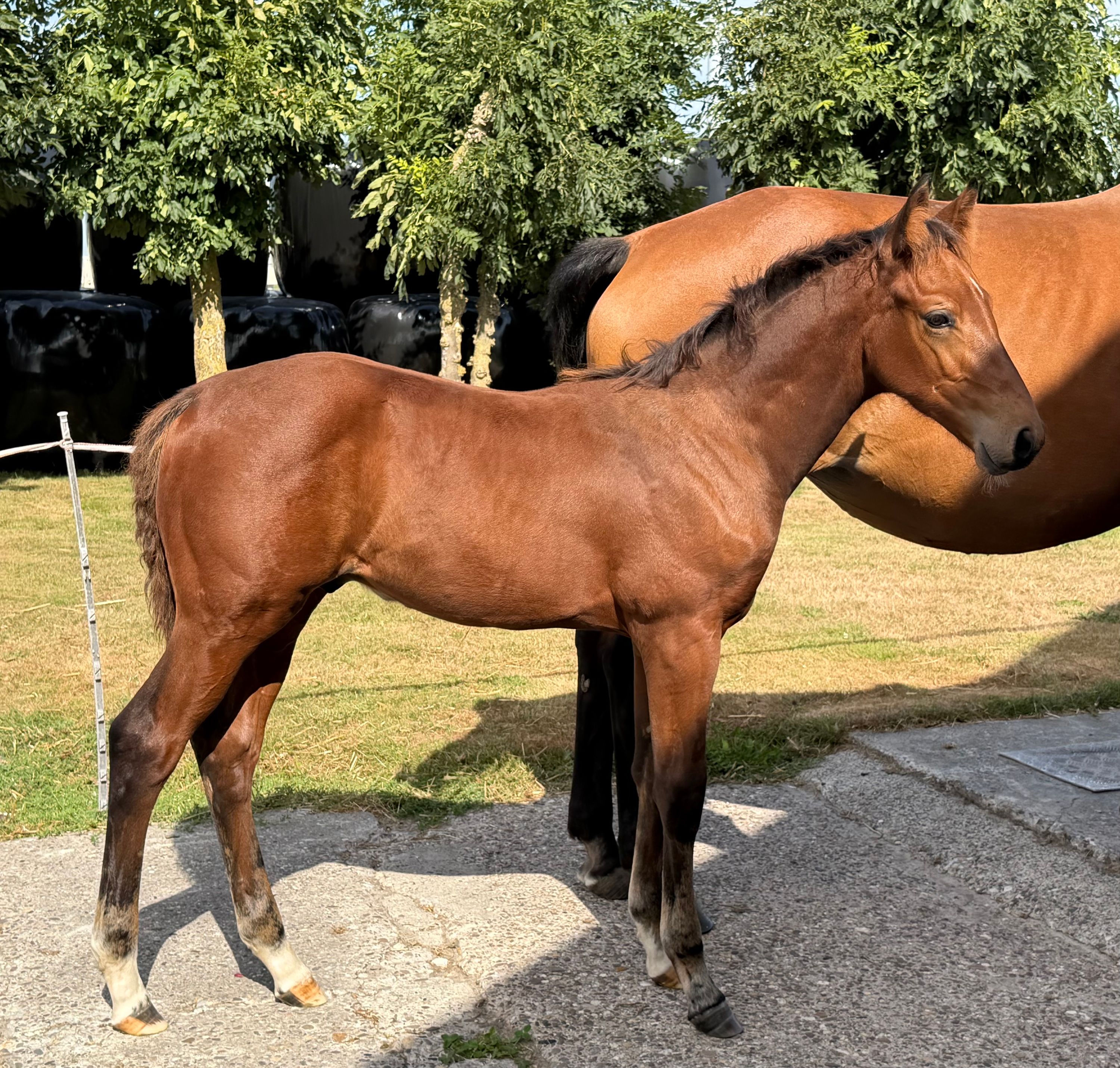 KWPN springpaard hengst 0 years old bruin for sale - Photo 3