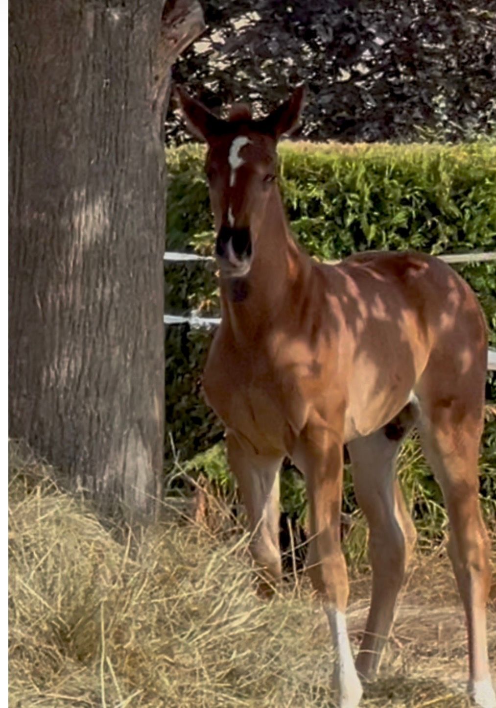 Filly available for reservation